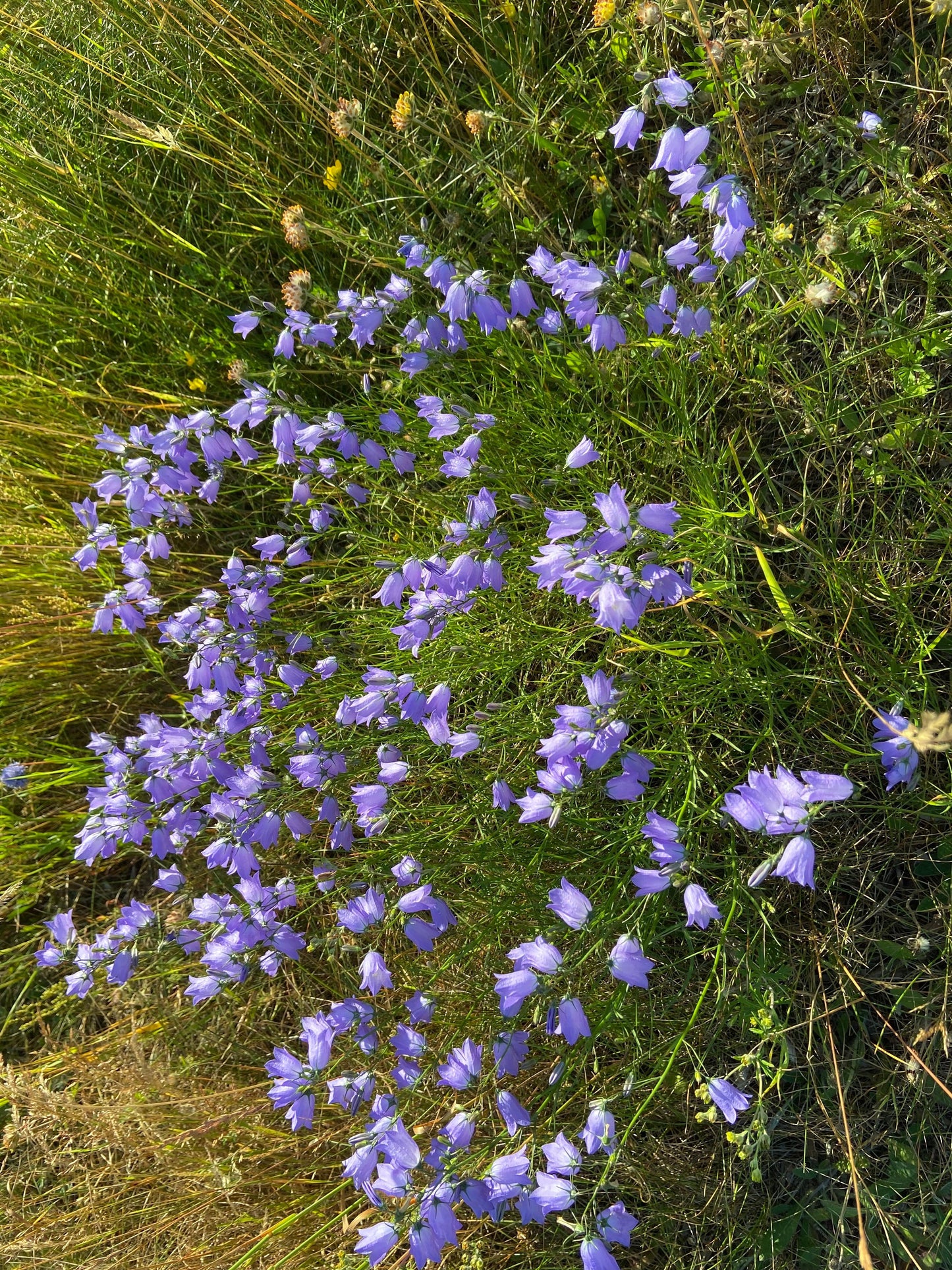 Small bluebells in nature.